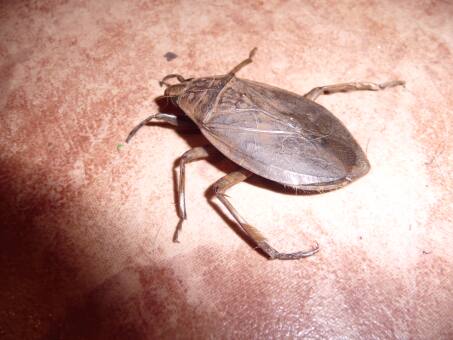 unsere Tierwelt im Garten