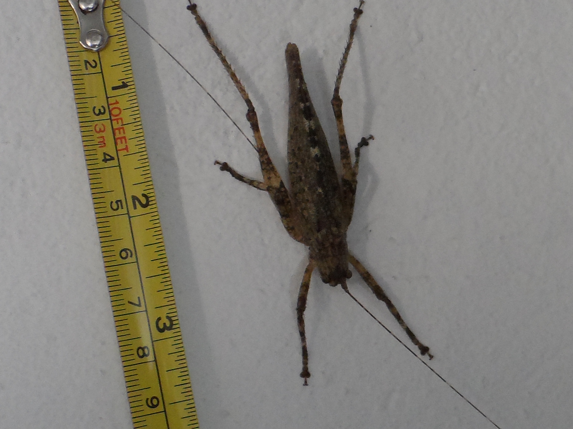 unsere Tierwelt im Garten