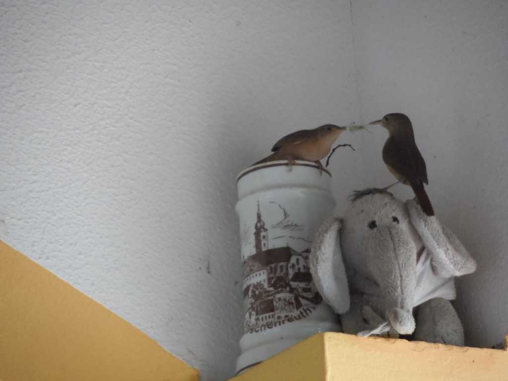 Teil 2 Tiere in unserem Garten