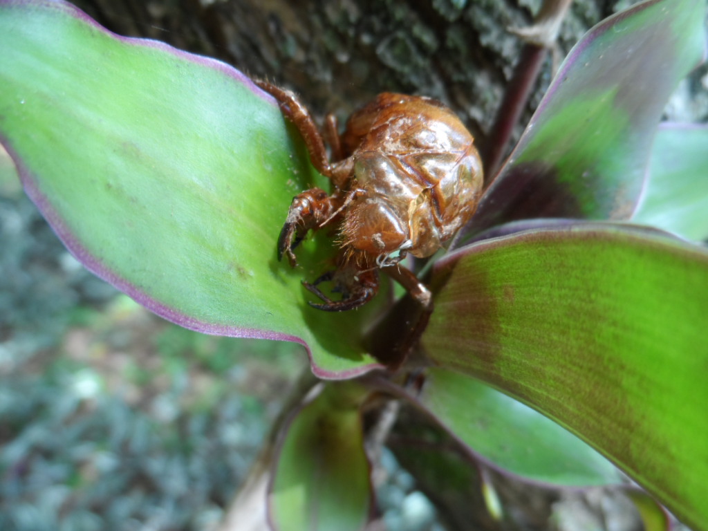 Teil 2 Tiere in unserem Garten