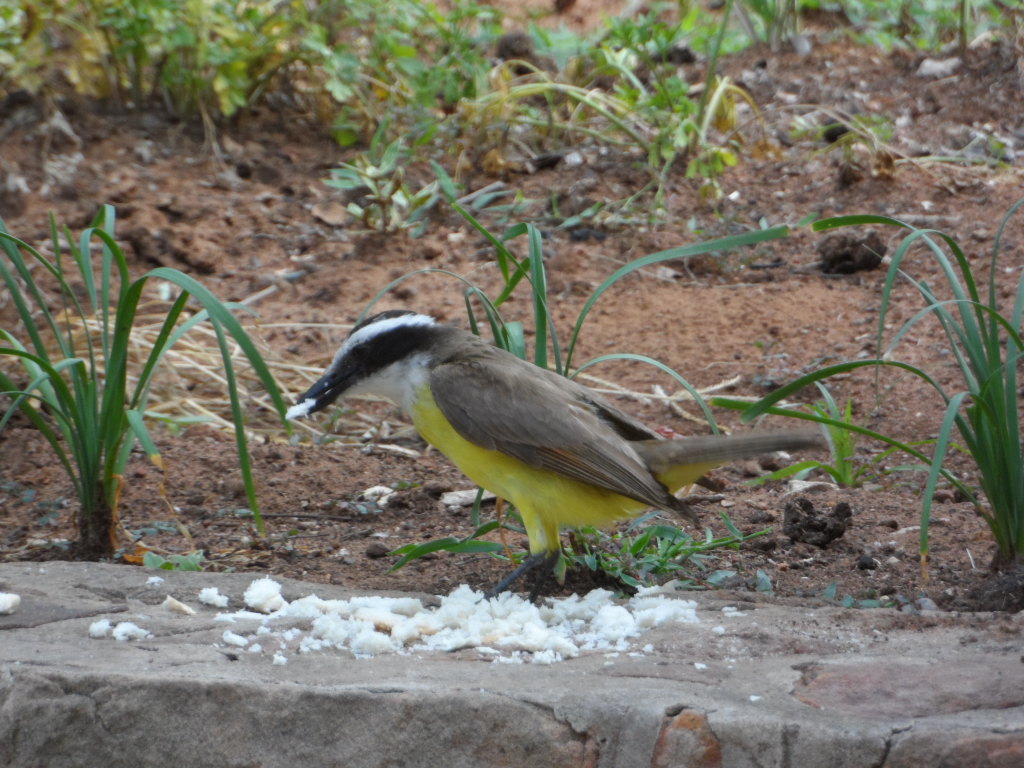 Teil 2 Tiere in unserem Garten