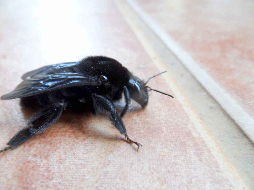 unsere Tierwelt im Garten