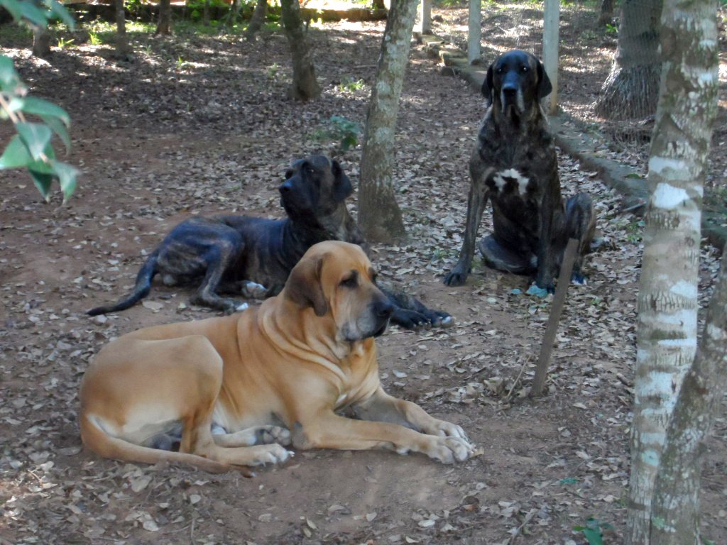 unsere Tierwelt im Garten