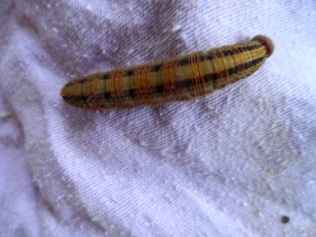 Teil 2 Tiere in unserem Garten