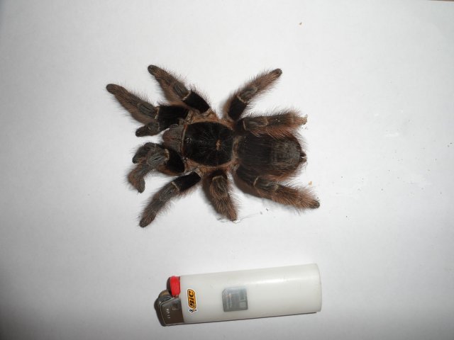 unsere Tierwelt im Garten