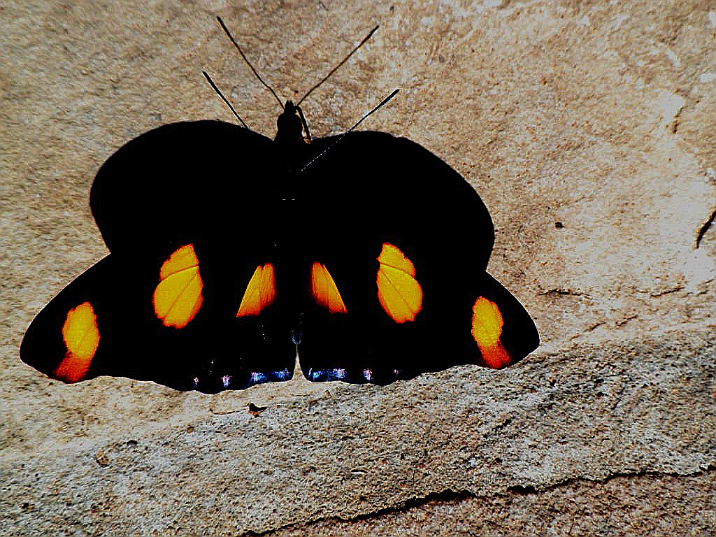 dritter Teil Tiere in unserem Garten