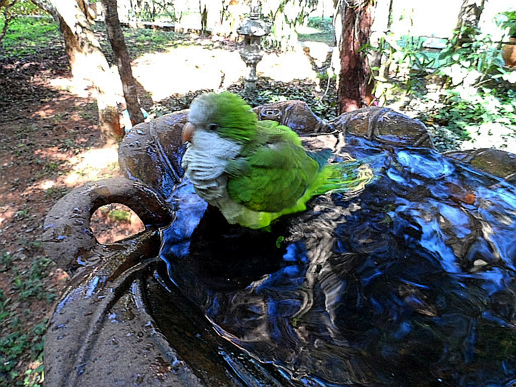 dritter Teil Tiere in unserem Garten