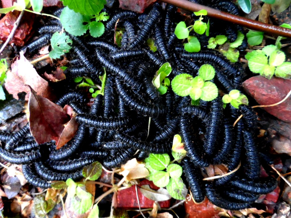dritter Teil Tiere in unserem Garten