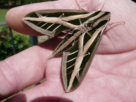unsere Tierwelt im Garten