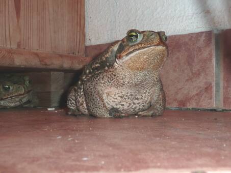 unsere Tierwelt im Garten