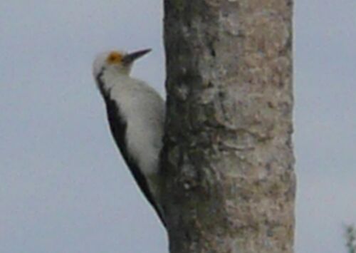 Teil 2 Tiere in unserem Garten