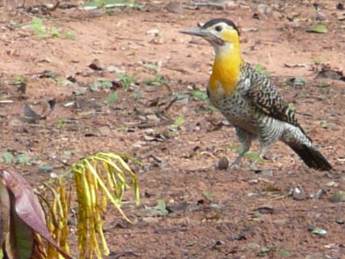 Teil 2 Tiere in unserem Garten