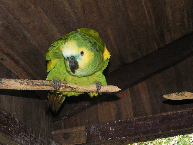 MINOLTA DIGITAL CAMERA