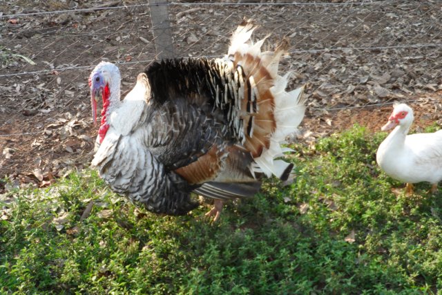 Ein Paradies für Tiere