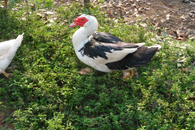 Ein Paradies für Tiere