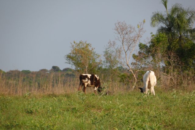 Ein Paradies für Tiere