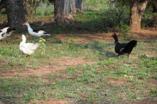 Ein Paradies für Tiere