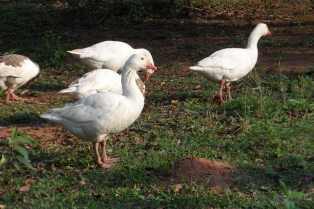 Ein Paradies für Tiere
