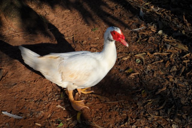 Ein Paradies für Tiere