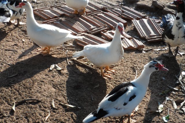 Ein Paradies für Tiere
