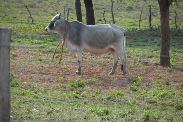 Ein Paradies für Tiere