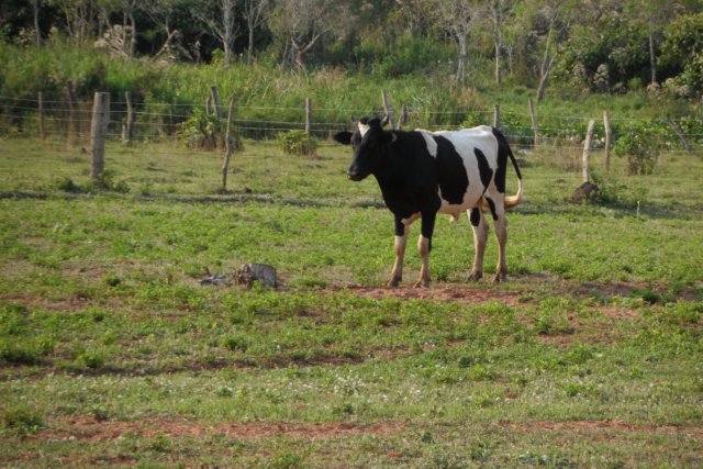 Ein Paradies für Tiere