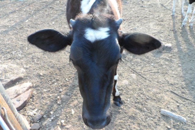 Ein Paradies für Tiere