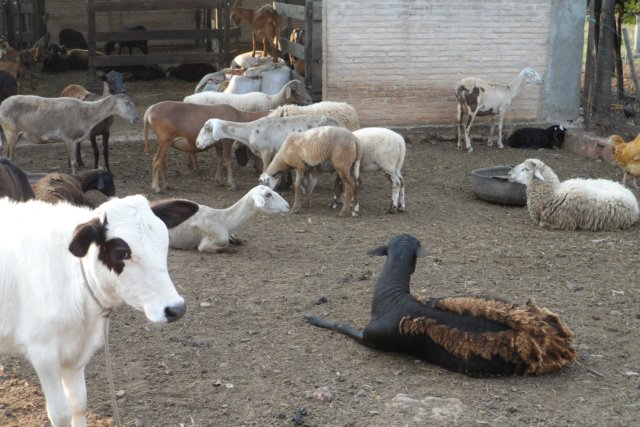 Ein Paradies für Tiere
