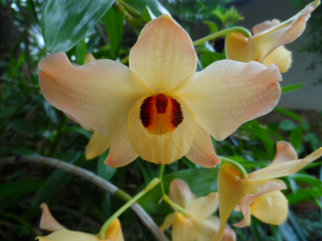 Mike der Marktmeister von San Bernardino