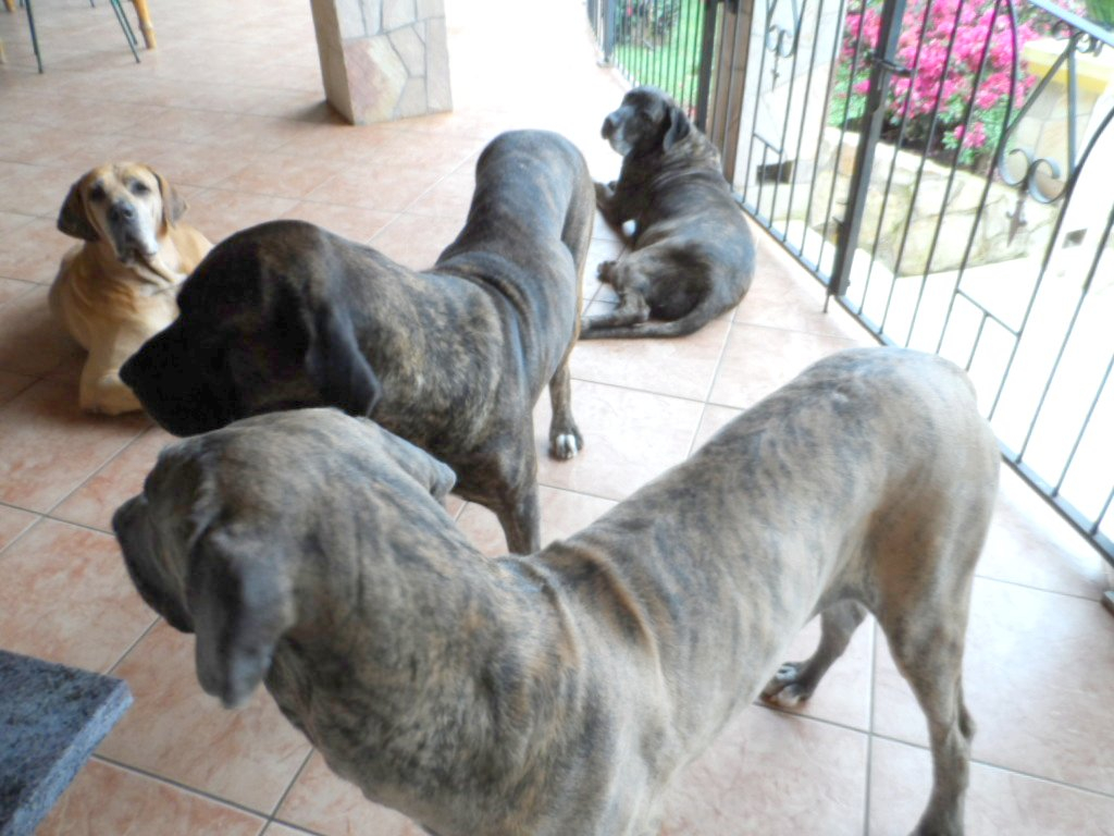 Kaffee mit Erna und Fritzi, unsere Hunde