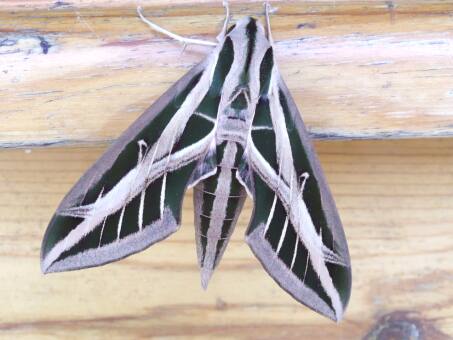 Ein herrlicher sonniger Freitag in Paraguay