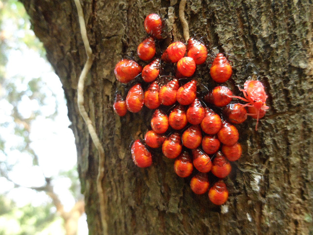 Blitze, Regen, Donnerwetter