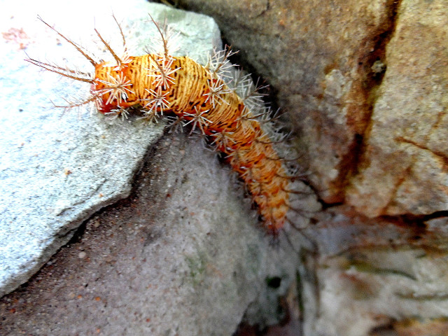 Blitze, Regen, Donnerwetter