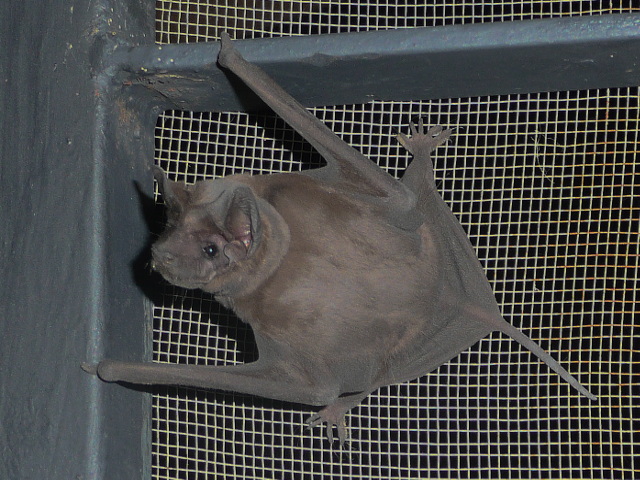 Fledermaus