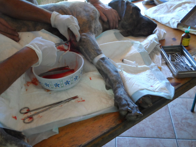 Lissy wurde operiert