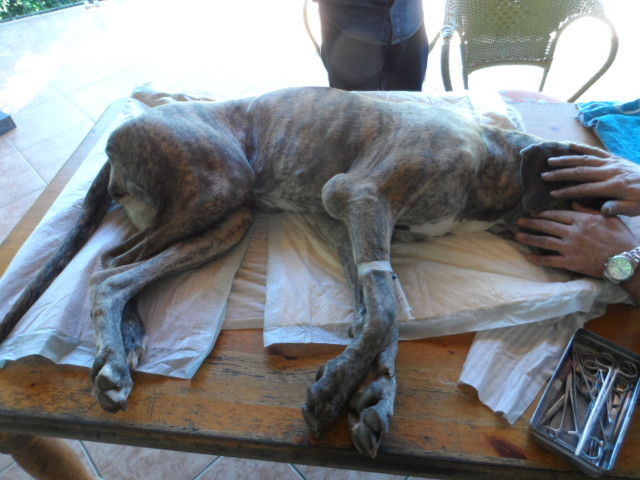 Lissy wurde operiert