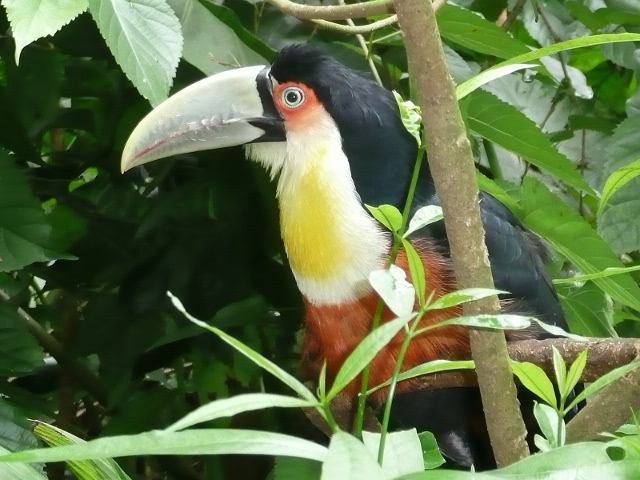 Reise zu den Wasserfällen und Sambashow