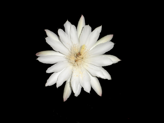 warme bis heiße Grüße nach Deutschland und anderswo