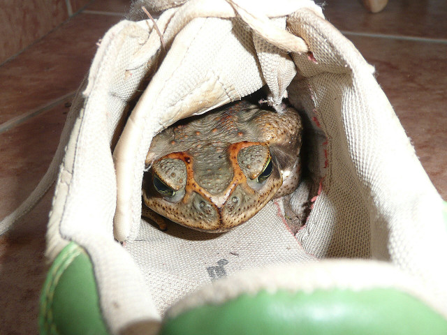 So, nun regnet es......