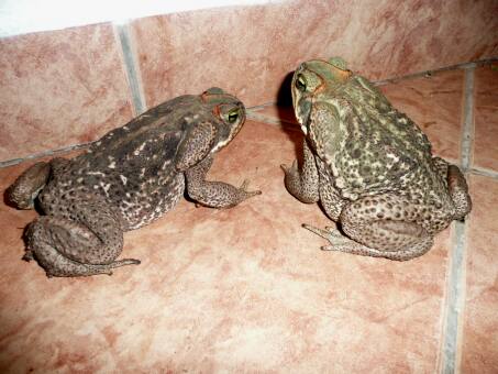 wir hatten Kleintierbesuch