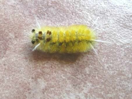 wir hatten Kleintierbesuch