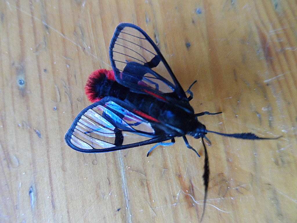 wir hatten Kleintierbesuch