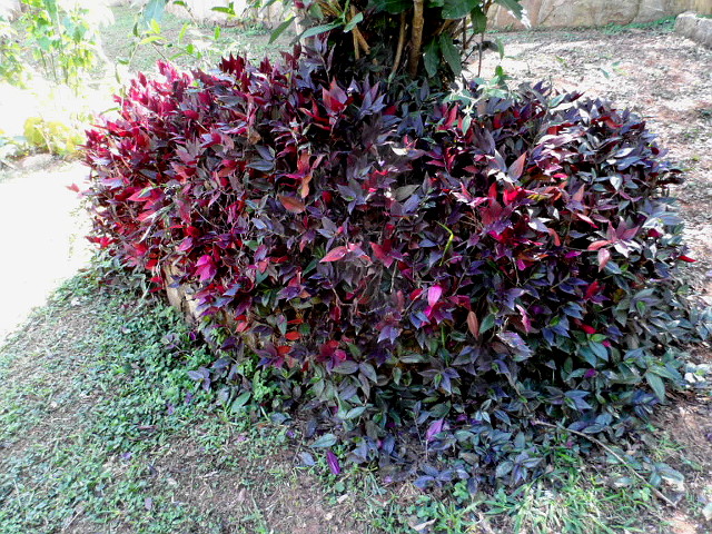 Ich nenne es Herbstfrühling