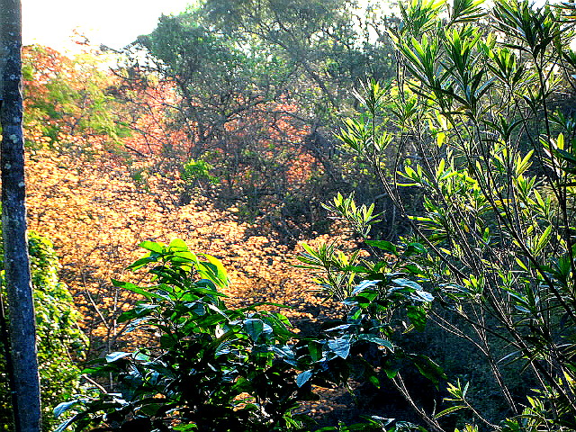 Ich nenne es Herbstfrühling