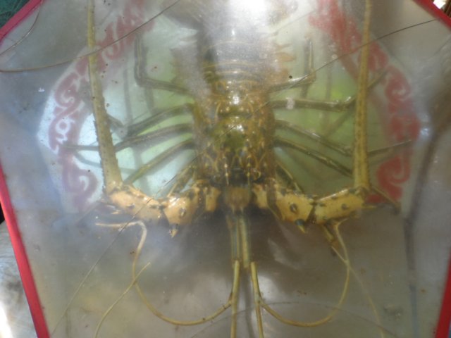 153 Aussteller, Rekord beim San Bernhardino Flohmarkt