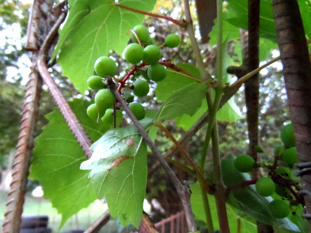 Warm und Wärmer in Paraguay