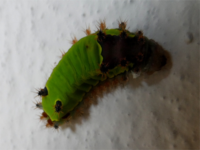 schon wieder Weihnachten und fast ein Neues Jahr