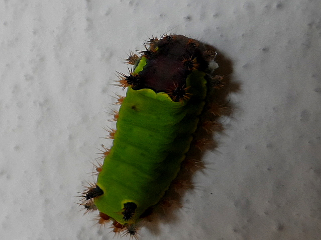 schon wieder Weihnachten und fast ein Neues Jahr