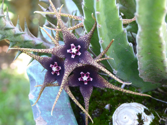 Herbst in Paraguay 2016