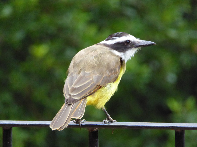 Herbst in Paraguay 2016
